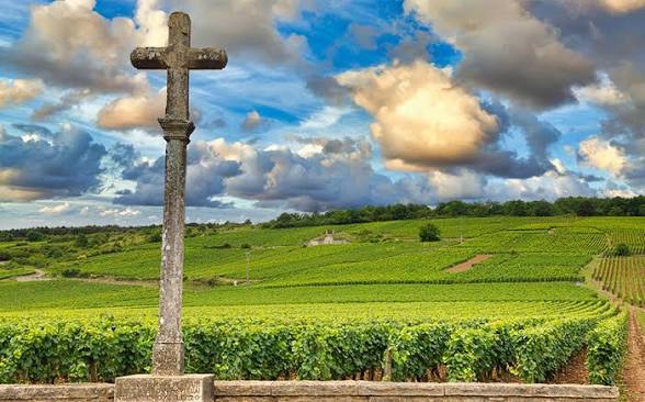 Romanee Conti Grand Cru Vineyard