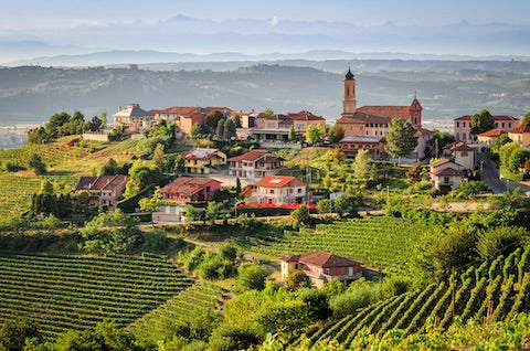 Italy Piedmont wine vineyard