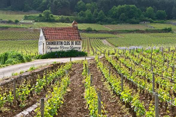 Burgundy Grand Cru wine vineyard